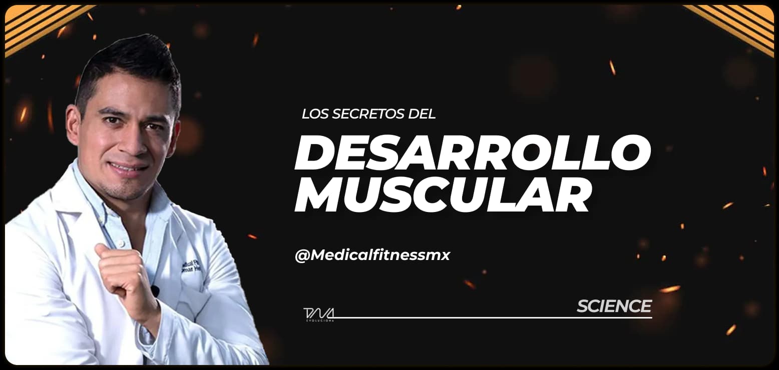 Los secretos del desarrollo muscular